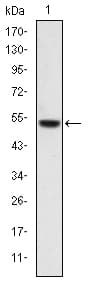 PODXL / Podocalyxin Antibody (clone 5D4)