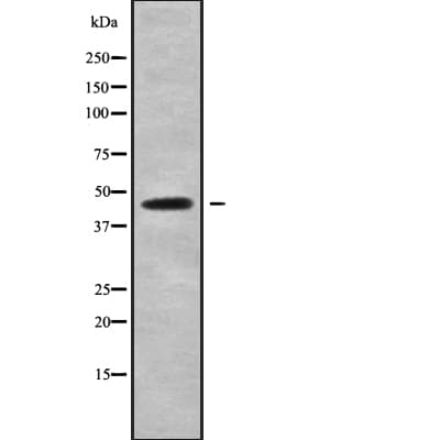 GPR182 / ADMR Antibody