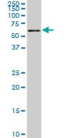 FGR Antibody (clone 1B12)