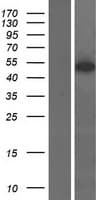 FAF2 / ETEA Protein (Over-Expression Lysate Myc-DDK (Flag))