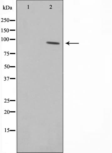 HSP90B1 / GP96 / GRP94 Antibody