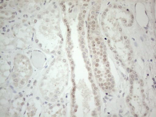 GATA3 Antibody (aa155-443, clone OTI10G7)