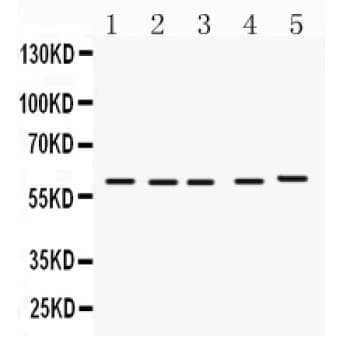 FMO1 Antibody (aa334-363)