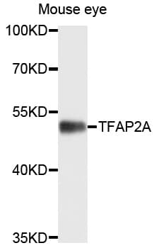 TFAP2A / AP-2 Antibody