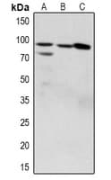 ZAK / MLTK Antibody