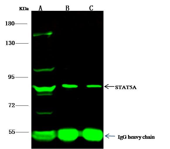 Polyclonal Rabbit anti-Human STAT5A Antibody (Preservative Free, IHC, IF, WB)