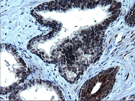 ZFAND3 / TEX27 Antibody (clone OTI1H10)