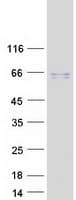 Human TAB1 Protein (Recombinant Myc-DDK (Flag))