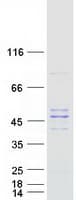 Human PMPCB / MPP11 Protein (Recombinant Myc-DDK (Flag))