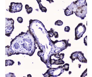 COXIV / COX4 Antibody