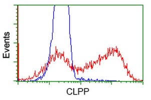 Monoclonal Mouse anti-Human CLPP Antibody (clone OTI1E8, IF, WB)