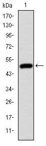 HFE Antibody (clone 3F1)