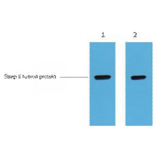 Strep Tag Antibody (clone 7A10)