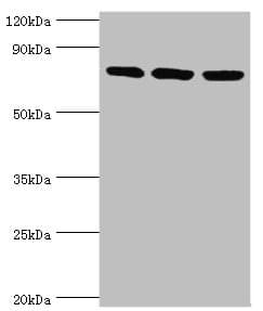 MCM5 Antibody (aa1-230)