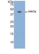 ACTB / Beta Actin Antibody