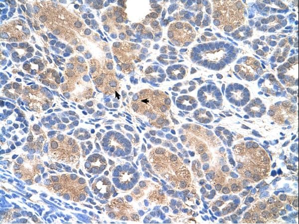 WWP2 Antibody (N-Terminus)
