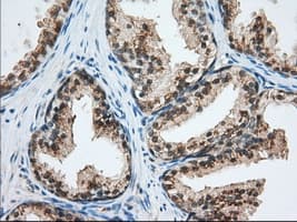 USP5 Antibody (clone OTI2F5)