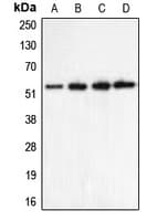 CHRNA5 Antibody (Internal)