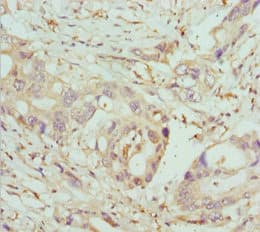 COG5 Antibody
