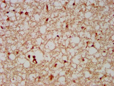 FAM20C Antibody