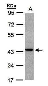 ST3GAL2 Antibody (aa68-327)