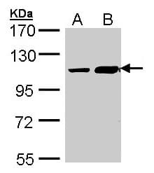 TRAK2 Antibody (aa852-914)