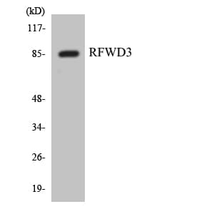 Polyclonal Rabbit anti-Human RFWD3 Antibody (aa358-407, WB)
