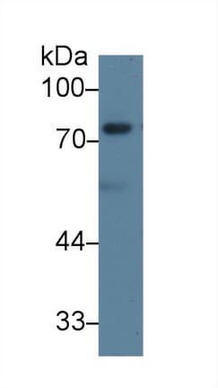 DVL2 / Dishevelled 2 Antibody (aa78-250, APC)