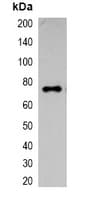 ECFP Tag Antibody