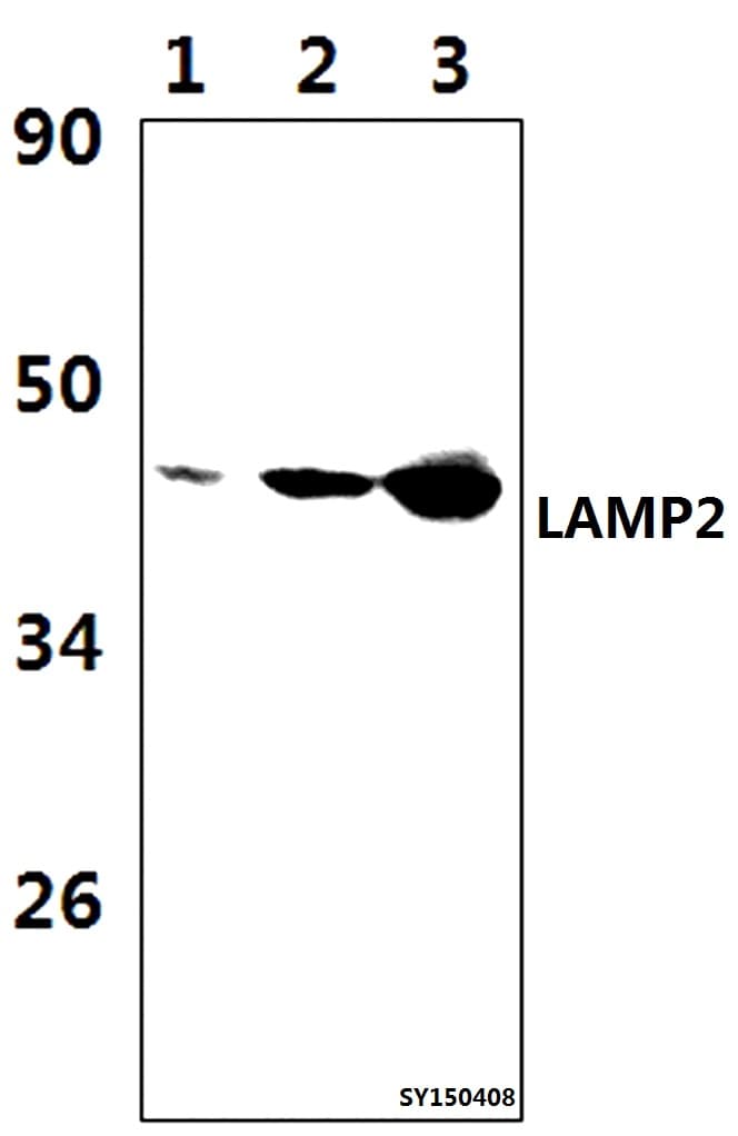 LAMP2 / CD107b Antibody