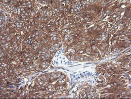 Monoclonal Mouse anti-Human COX6C Antibody (clone OTI4B11, Carrier-free, IHC, IF, WB)