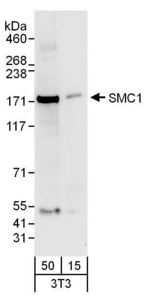 SMC1A / SMC1 Antibody (aa1183-1233)