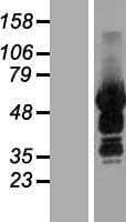 SASH3 Protein (Over-Expression Lysate Myc-DDK (Flag))