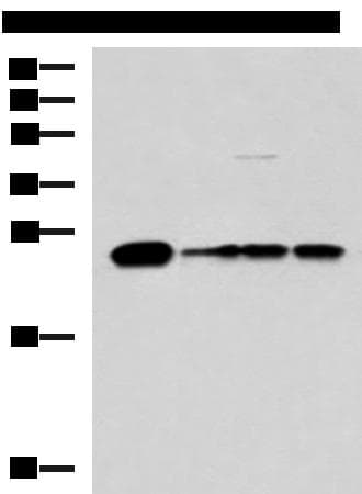 MMAB Antibody