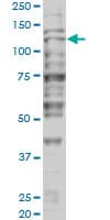 TRIM24 / TIF1 Antibody (clone 2F2)