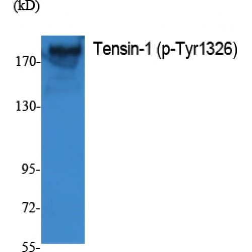 TNS1 / Tensin-1 Antibody (phospho-Tyr1326)