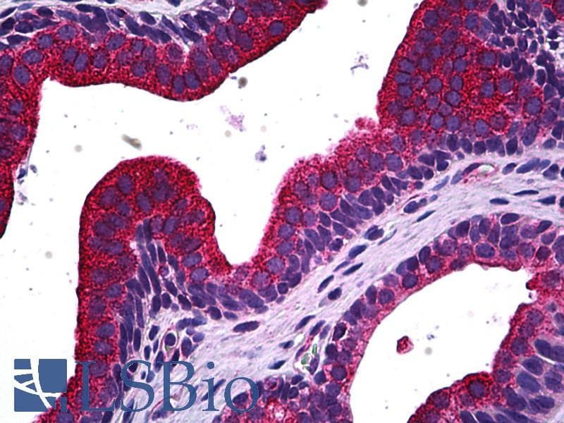 IHC-plus™ MAPK13 / p38delta Antibody (clone 2B2)