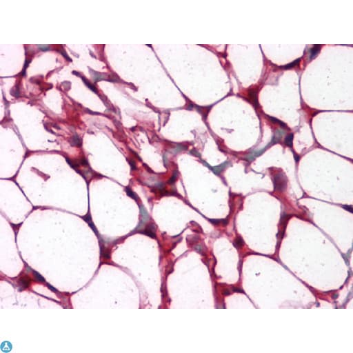 ETS1 / ETS-1 Antibody