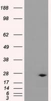 DCXR Antibody (clone OTI9C9)