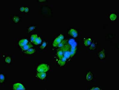 FKBP1A / FKBP12 Antibody