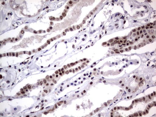 DDX56 Antibody (aa323-547, clone UMAB153)