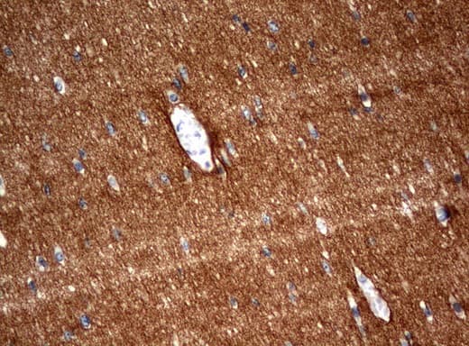 SYT4 Antibody (clone UMAB128)