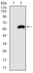 Monoclonal Mouse anti-Human PDX1 Antibody (clone 5A5, WB)
