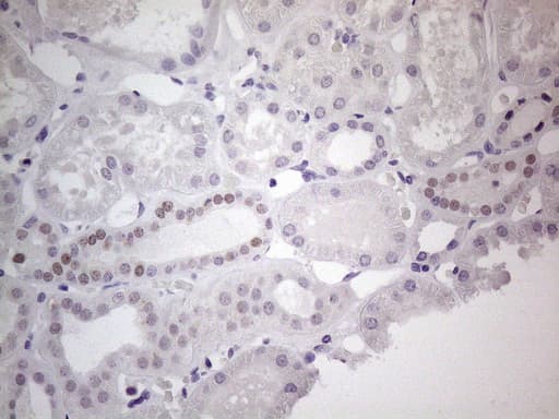 Monoclonal Mouse anti-Human GATA3 Antibody (clone OTI5C11, aa155-443, IHC, IF, WB)