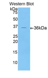 CXCL5 Antibody (aa38-114)