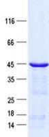 Human NPPC Protein (Recombinant GST, N-terminus + His, C-terminus)