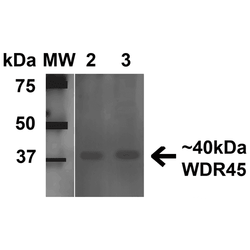 WDR45 Antibody (RPE)