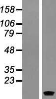 SERP1 Protein (Over-Expression Lysate Myc-DDK (Flag))