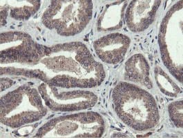 PROSC Antibody (clone OTI3G7)