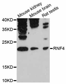 RNF4 Antibody